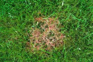 Red Thread Lawn Disease