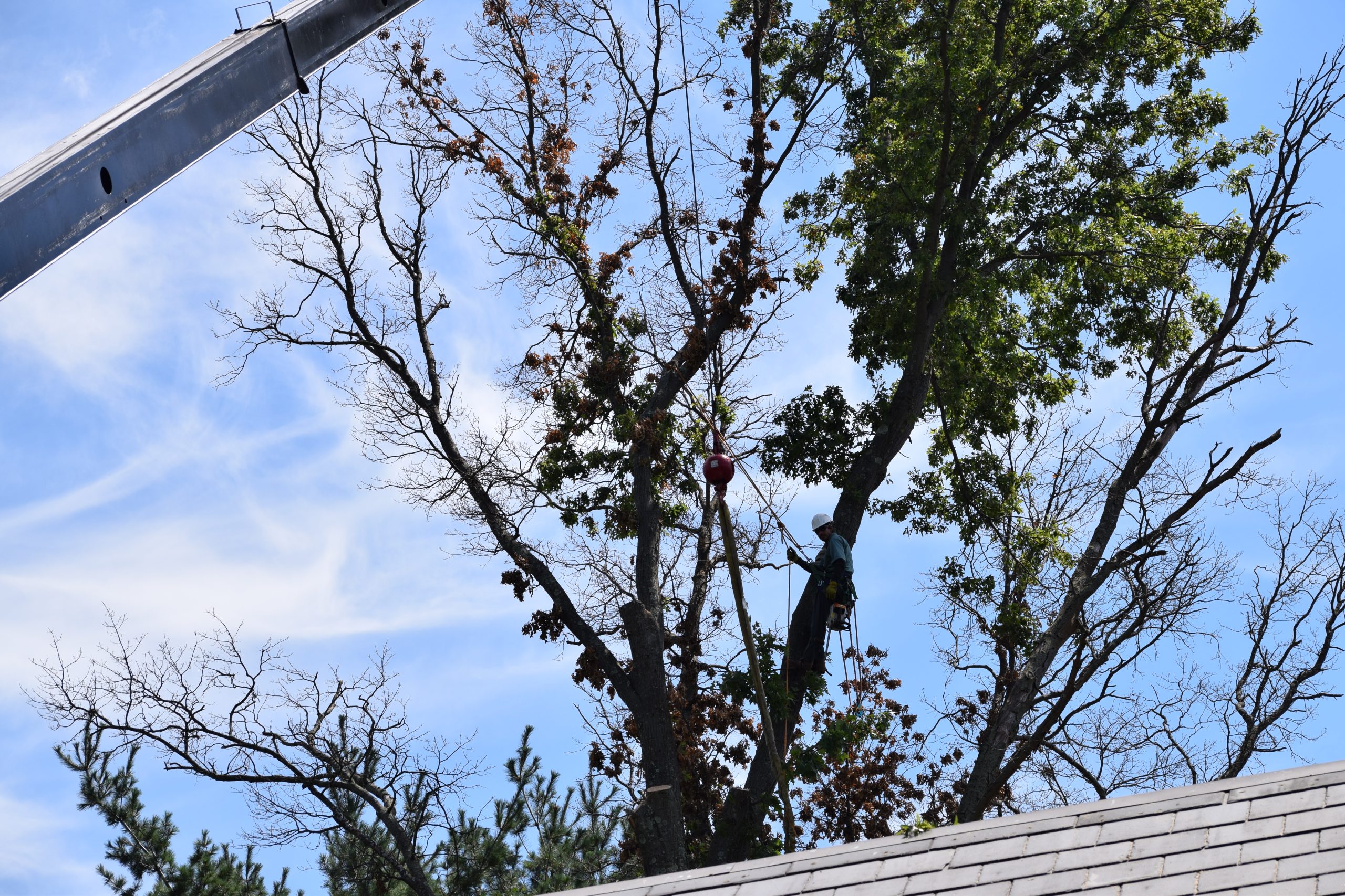 Tree and Shrub Pruning Services Shades of Green