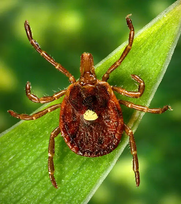 Lone Star Tick