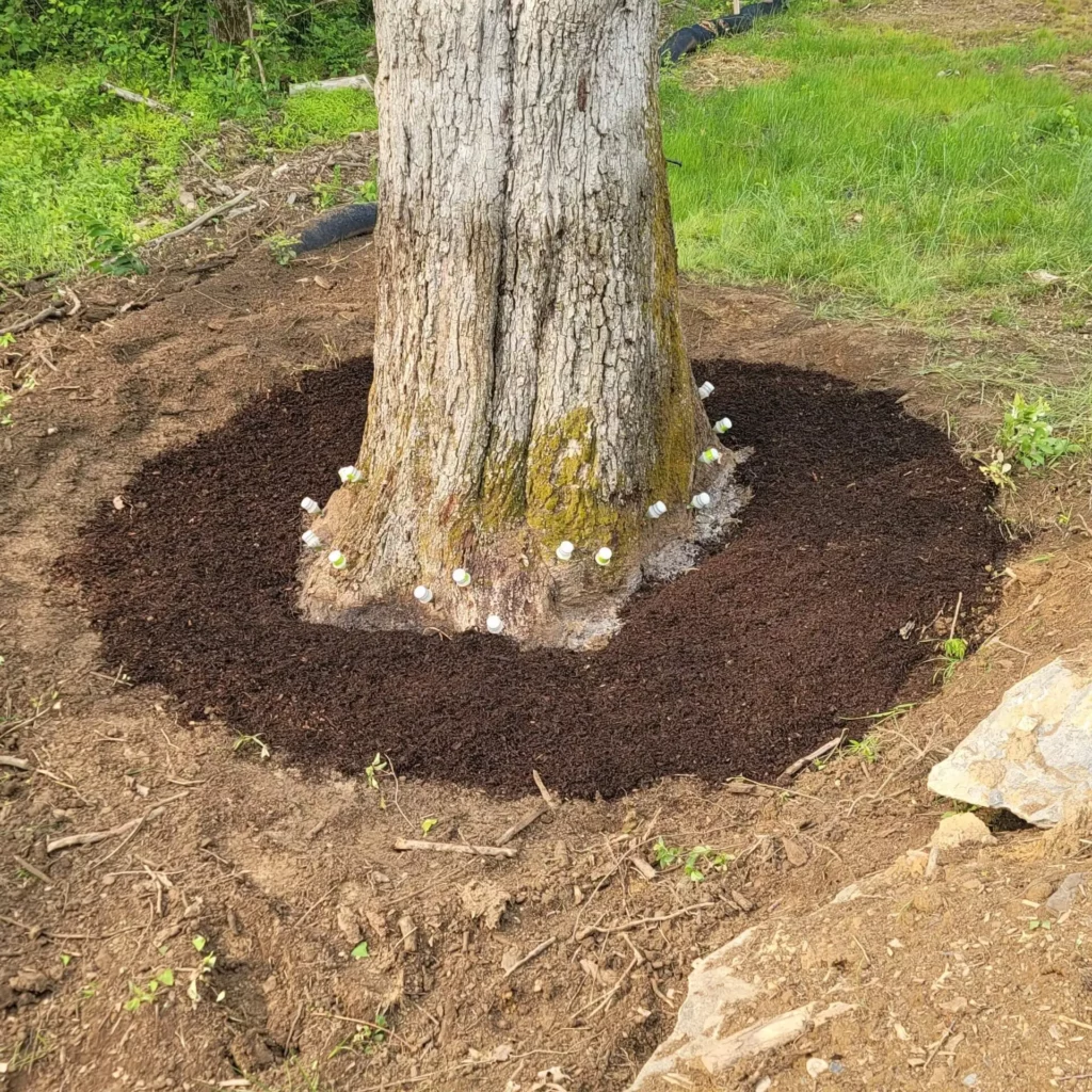 Tree Fertilization with Mulch and Nutrients