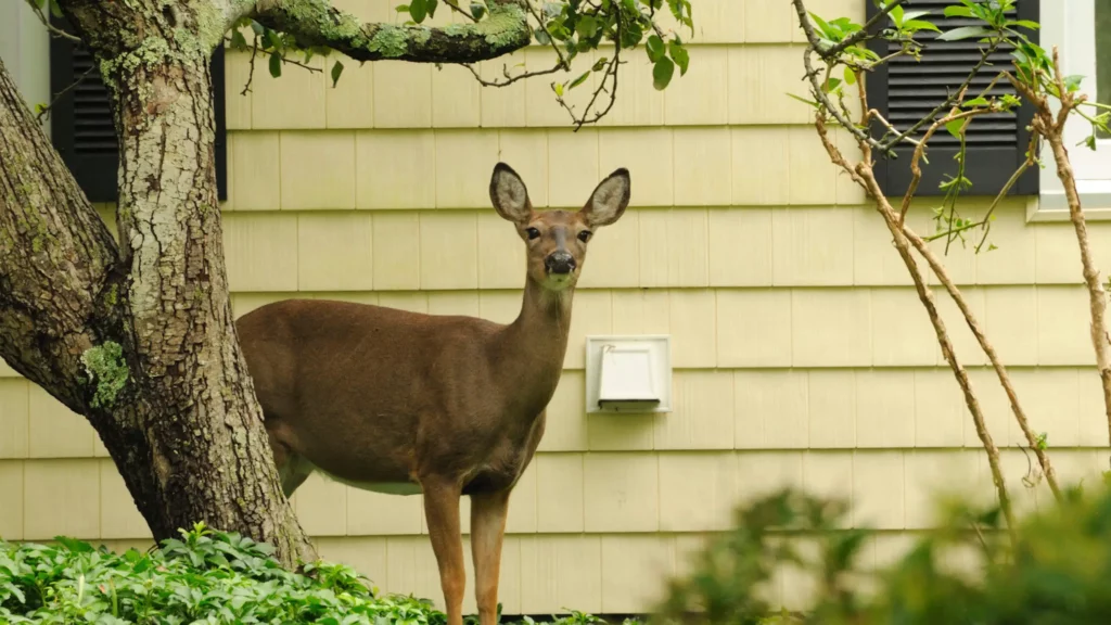 Shades of Green utilizes humane methods for deer management and control