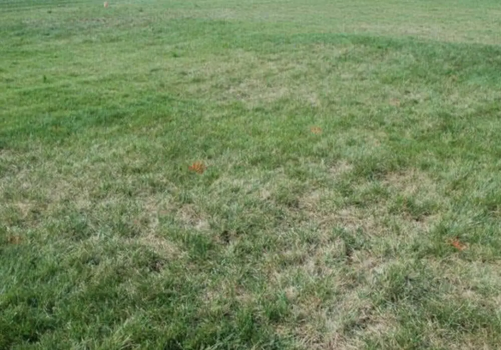 Gray leaf spot infected lawn