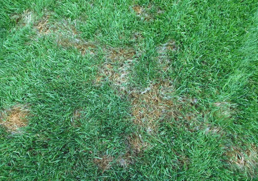 Pythium Blight Lawn Disease