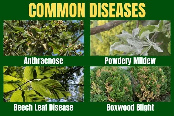 Common Tree & Shrub Diseases