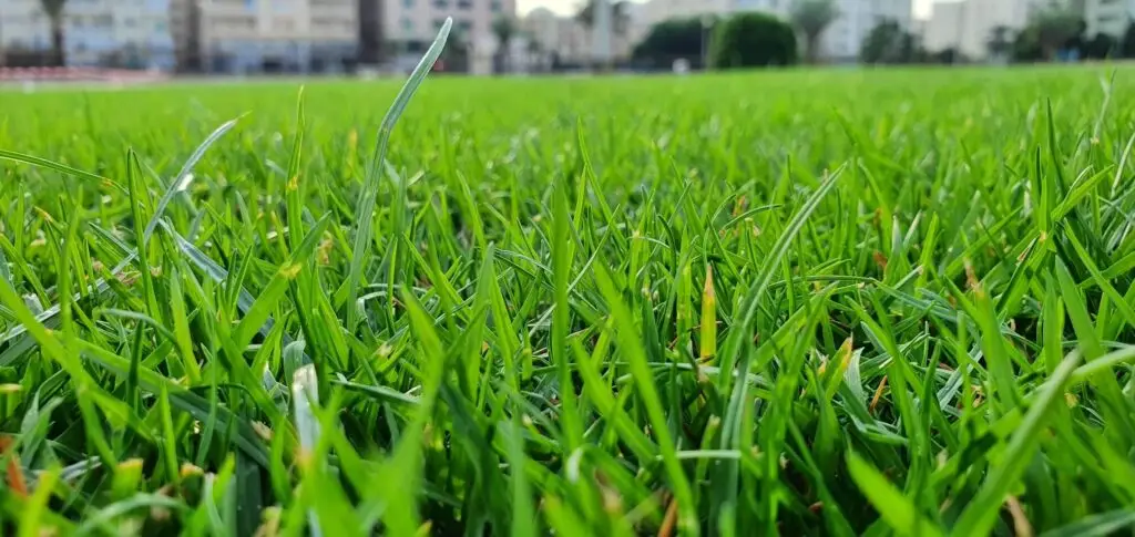 Blog 16 Closeup of lawn grass