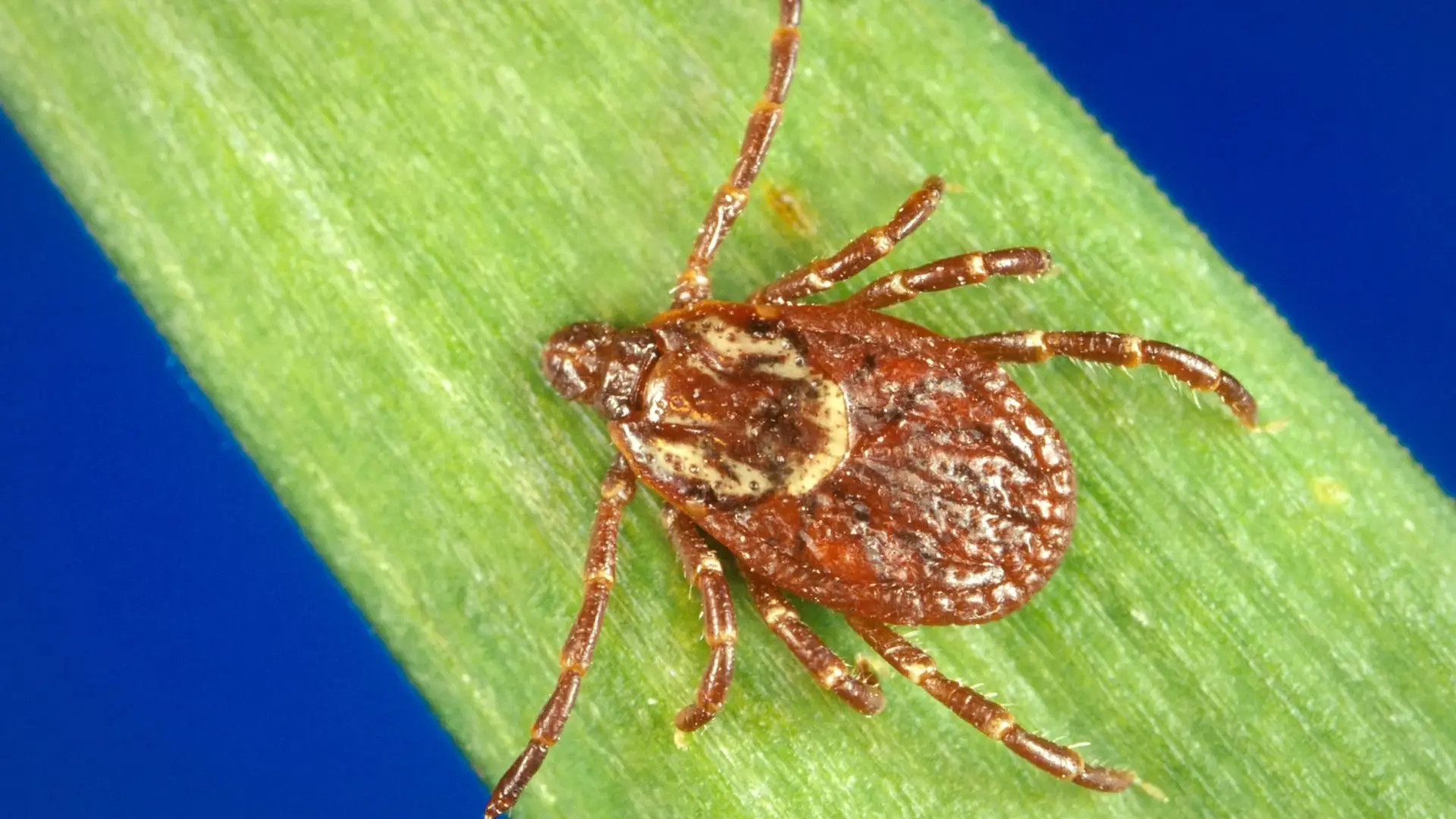 Tick Identification 3 PHIL 170 1