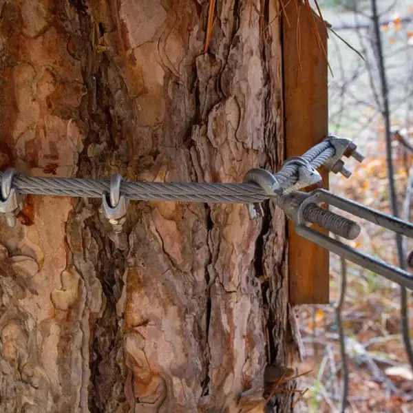 Tree Cabling Close Up