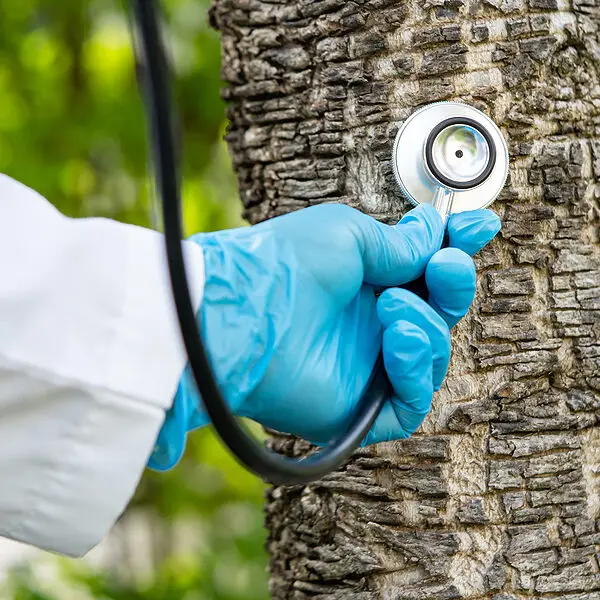 Tree Doctor Indianapolis Indiana