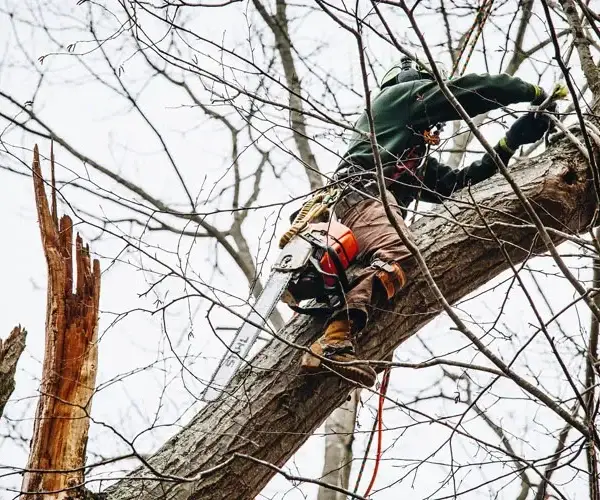 blog pruning in winter Rayzor