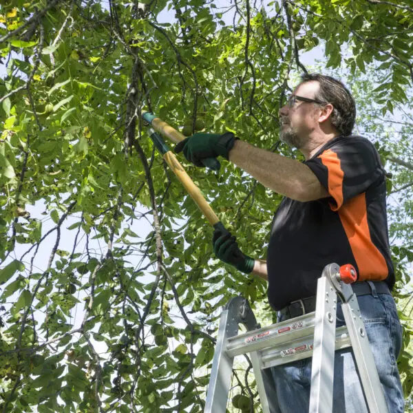 tree trimming mistakes