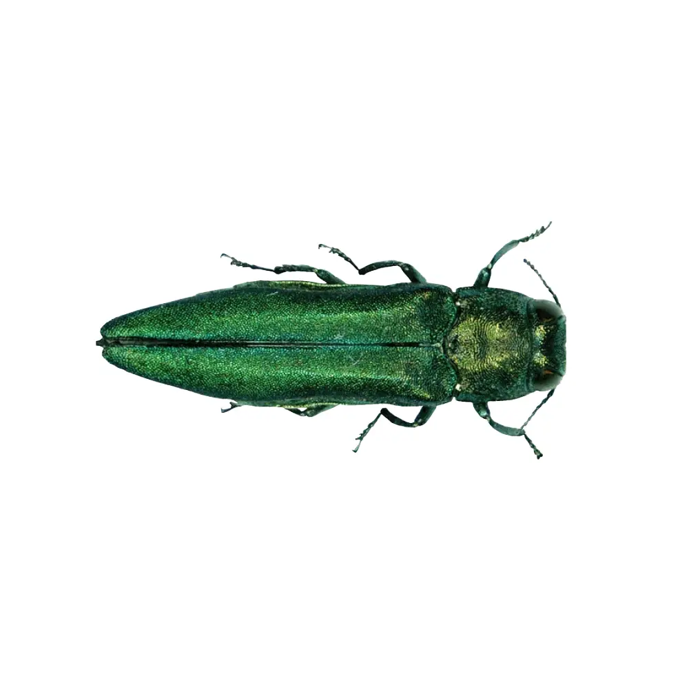 Disease Control 9 emeraldashborer