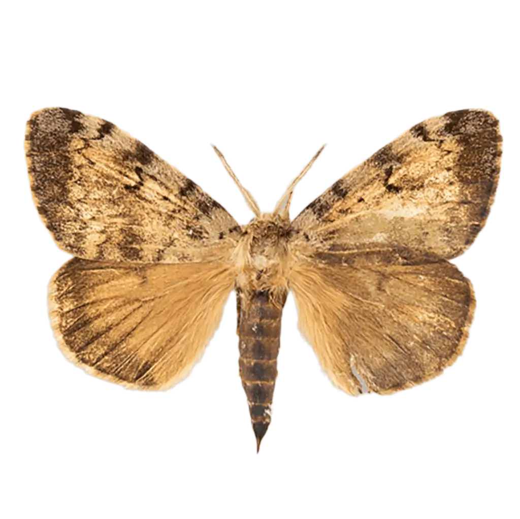 Disease Control 12 spongy moth