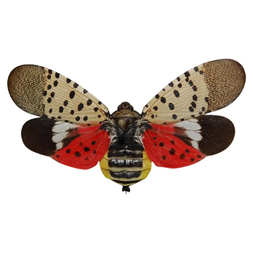 Disease Control 13 spottedlanterfly