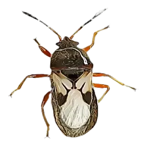 Chinch-Bug-20210624034216 Chinch-Bug-20210624034216