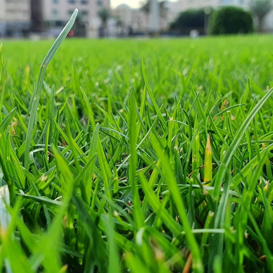 Closeup_of_lawn_grass