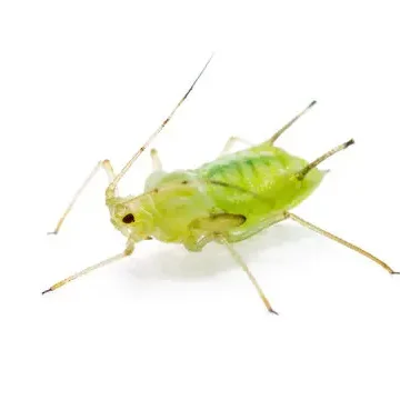 aphid aphid