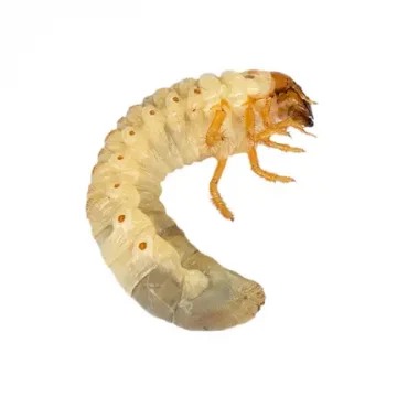 grub White Grub or Cicada larva (Meimuna opalifera Walker, Pompania sp.) on white background