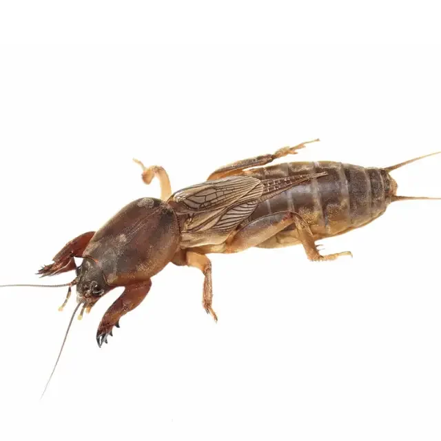 mole-cricket-800x640pix-tn mole-cricket-800x640pix-tn