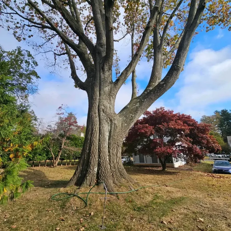 Oak Tree Nutrients